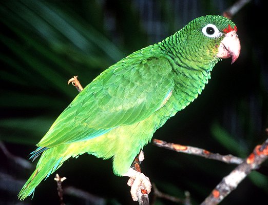 puerto_rican_parrot.jpg